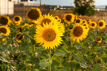 sunflower, bee , girasol, macro, garden, spring, landscape