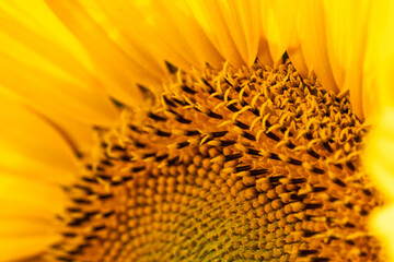 sunflower, bee , girasol, macro, garden, spring, landscape