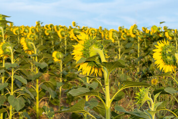 sunflower, bee , girasol, macro, garden, spring, landscape