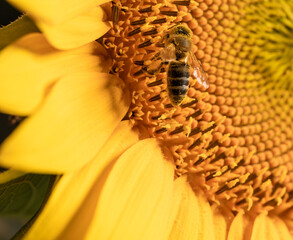sunflower, bee , girasol, macro, garden, spring, landscape