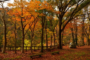 Fototapeta premium 早出川ダムの紅葉（新潟県）