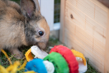 An adorable little rabbit joyfully playing with colorful toys in a cozy, warm setting