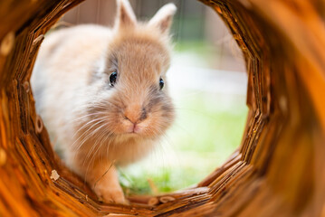 A Curious Bunny is Adventurously Exploring an Interesting Tunnel in Its Green Garden