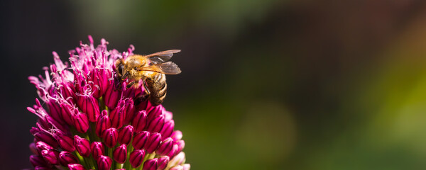 A Bee Pollinating a Beautiful and Vibrant Flower in its Natural Environment and Ecosystem