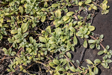  Lipochaeta integrifolia, Lipochaeta, common name nehe, is a genus of flowering plants in the...