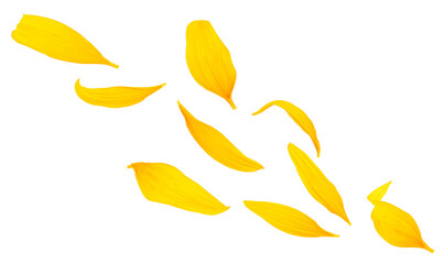 Fresh yellow petals of sunflower isolated on a white background, top view.