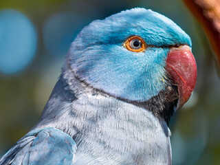 Blue Ring-necked Parakeet, Psittacula krameri, Vibrant Blue Indian Ringneck Parakeet on a Branch in Lush Greenery, Sitting on Thin Branch with Blurred Foliage