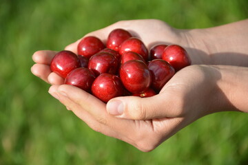 Handful of ripe red cherries held gently in cupped hands above green grass, symbolizing harvest, nature connection, healthy eating and farm-to-table lifestyle