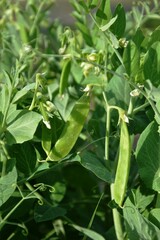 Close-up of pea plants with pods. Close-up of garden pea plants with maturing pods and tendrils. Bright green color in natural light.