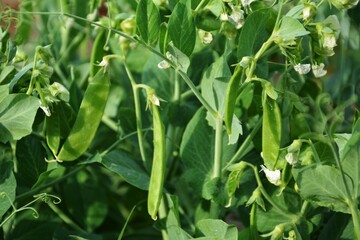 Garden pea pods on green vines. Green pea pods hanging on healthy vines in a vegetable garden. Full of freshness and organic texture.