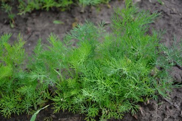 Green carrot tops in garden soil. Lush green carrot foliage growing densely in a bed. Dill greens. Early growth phase with bright color and soft texture.