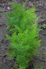 Carrot tops growing in a garden bed. Dill greens. Bright green carrot foliage sprouting from garden soil. A healthy home vegetable in its early stages of growth.