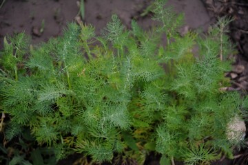 Dense carrot foliage close-up in soil. Close-up of thick carrot leaves growing in soil. Healthy,...
