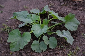 Young pumpkin plant in garden. Small squash or pumpkin plant with large rounded green leaves growing in freshly tilled garden soil.