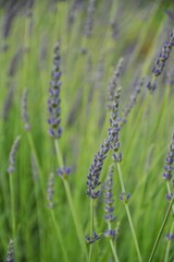 Vertical lavender flower stalks. Lavender flower stalks with fresh buds reaching upwards. Captured in a garden with natural green and purple tones.