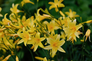yellow daylily, hemerocallis, blooming perennial in summer garden