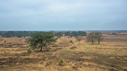 Heather of Kalmthout on a cold rainy winter day Flanders, Belgium 