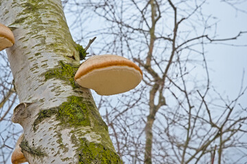 Silver birch tree with polypores, low angle view - Fomitopsis betulina 