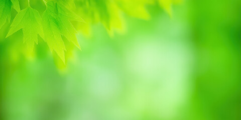 Green leaf closeup on bright background