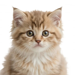 Obraz premium Adorable fluffy kitten portrait looking at camera cute cat face pet photography on transparent background