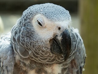 African gray parrot featuring intricate gray feather details and a striking profile against a soft, muted background.