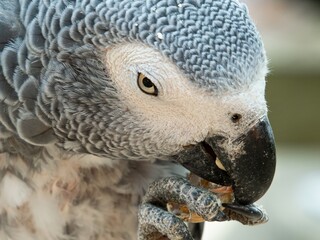African gray parrot featuring intricate gray feather details and a striking profile against a soft, muted background.