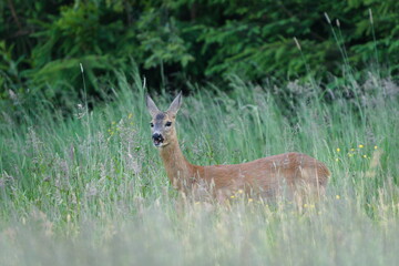 Capreolus capreolus european roe deer female is eating grass on a field. Sunny spring evening.