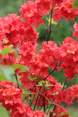 Close Up Of A Bush Covered In Vibrant Red Or Deep Orange Azalea Flowers In Full Bloom. Lush Green Foliage.