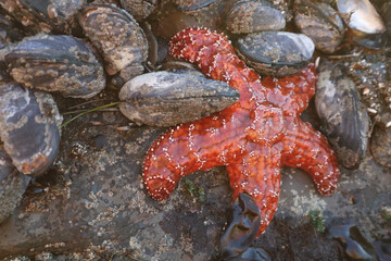 starfish close up