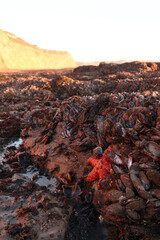 Red starfish