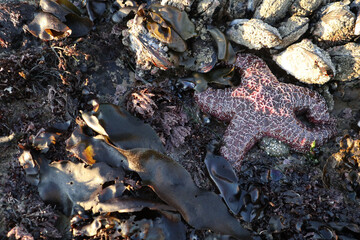 starfish on the rocks