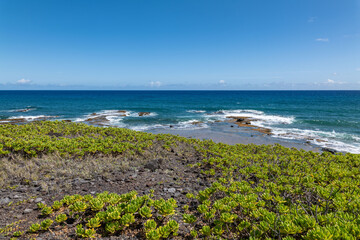 Scaevola taccada, beach cabbage, sea lettuce, or beach naupaka, is a flowering plant in the family Goodeniaceae. Kaʻena Point Trail（North), Oahu Hawaii.