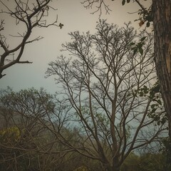 "Bare branches against a hazy sky A tree with leafless twigs stands tall next to a thick trunk, with greenery peeking in the background. Moody vibes in a forest scene"