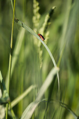 Macro Close Up Of A Red And Black Soldier Beetle (Cantharidae Family) Resting On A Thin Green Grass Blade.