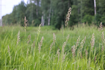 Tall Meadow Grass With Delicate Flowering Panicles Or Seed Heads. Soft Focus Green Field And Forest Background. Summer Nature.
