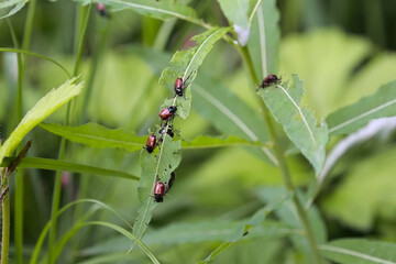Group Of Small Reddish Brown Leaf Beetles (Chrysomelidae Family) Feeding On And Damaging A Green Leaf. Insect Pest Macro.