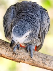 African gray parrot featuring intricate gray feather details and a striking profile against a soft, muted background.