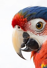 Ultra-Realistic Portrait of a Scarlet Macaw. for use in nature-themed posters, educational materials, print design.