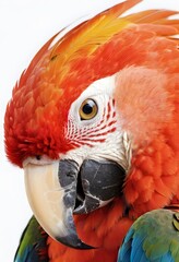 Ultra-Realistic Portrait of a Scarlet Macaw. for use in nature-themed posters, educational materials, print design.