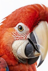 Ultra-Realistic Portrait of a Scarlet Macaw. for use in nature-themed posters, educational materials, print design.