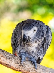 African gray parrot featuring intricate gray feather details and a striking profile against a soft, muted background.
