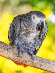 African gray parrot featuring intricate gray feather details and a striking profile against a soft, muted background.