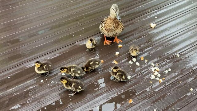 A delightful scene of Mother Duck leading her adorable Ducklings on a rainy afternoon. A mother duck along with her ducklings foraging for food on a damp wooden deck during a lovely day outdoors.