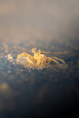 A ghost crab illuminated by the soft golden light of sunrise, captured on a sandy beach in Florida. The image highlights the crab’s delicate texture and expressive eyes against a minimalist
