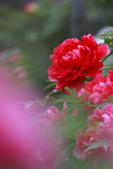 満開の赤い牡丹のクローズアップ