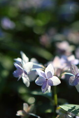 ヤマアジサイのクローズアップ