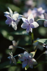 ヤマアジサイのクローズアップ