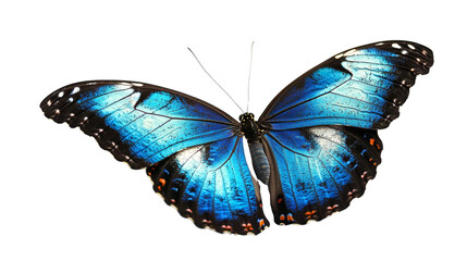 Fototapeta premium Blue Morpho Butterfly Isolated on Transparent Background, Insect Wing Texture, Nature Photography, Butterfly, Morpho, Blue
