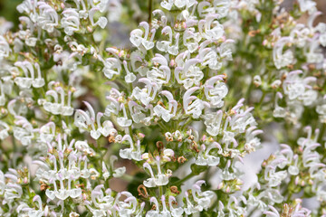 Salvia aethiopis is a plant species belonging to the genus Salvia.