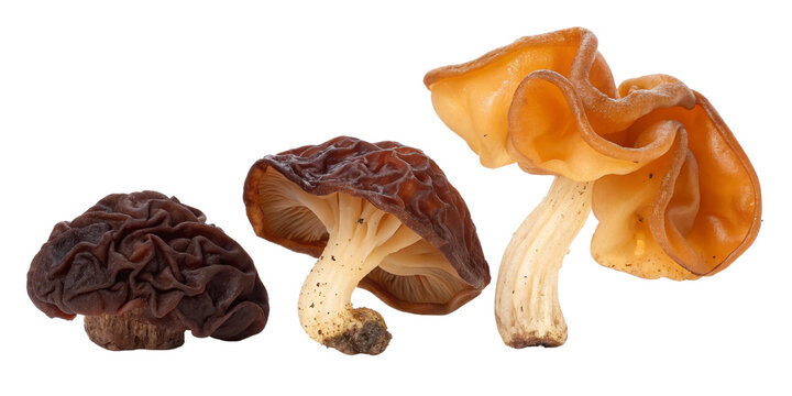 Three Morel Mushrooms, Isolated on Transparent Background, Brown and Orange Fungi, Verpa bohemica, Morel, Fungi, Mushroom